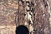 s083.jpg